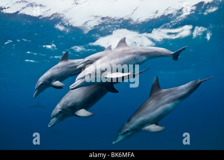 Nez de bouteille, les dauphins de l'Océan Indien, Afrique du Sud Banque D'Images