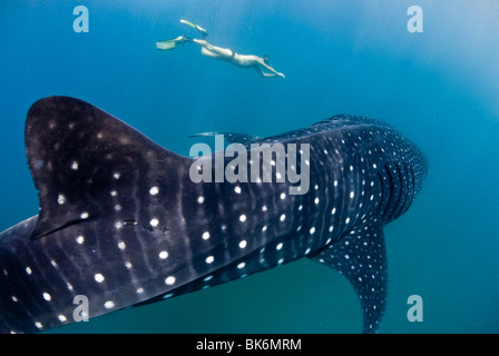 Freediver et requin-baleine, Afrique du Sud Banque D'Images