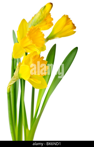 Fleurs de Printemps jaune jonquille isolé sur fond blanc Banque D'Images