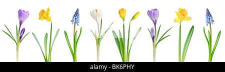 Assortiment de fleurs de printemps dans une rangée isolé sur fond blanc Banque D'Images