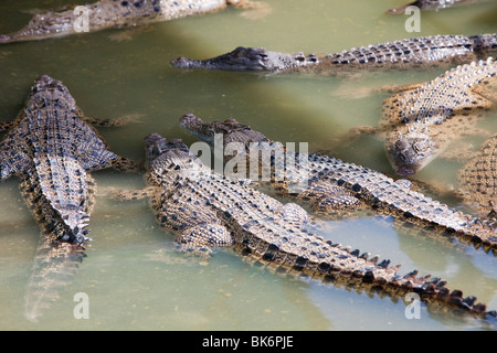 Les crocodiles à Hartley's Crocodile ferme au nord de Cairns, dans le Queensland, Australie. Banque D'Images