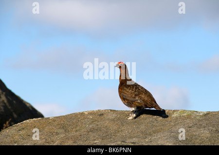 Le Lagopède des saules, Lagopus lagopus scotica, sur un affleurement pierre meulière dans le Peak District, Derbyshire, Angleterre, RU Banque D'Images