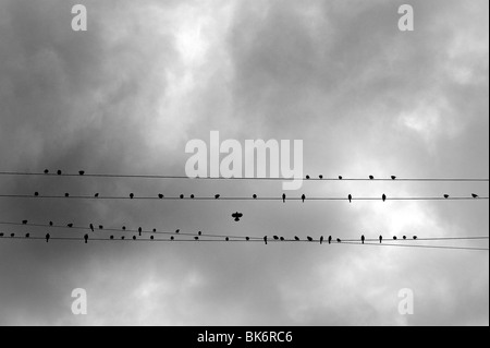 Oiseaux assis sur les fils d'électricité Banque D'Images