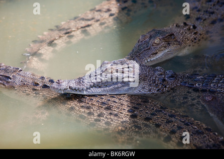 Les crocodiles à Hartley's Crocodile ferme au nord de Cairns, dans le Queensland, Australie. Banque D'Images