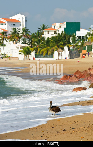 Pelican sur la plage de Puerto Vallarta au Mexique Banque D'Images