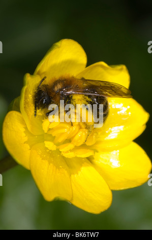 Petite abeille Andrena (évent. Andrena humilis) la collecte du pollen d'une moins grande chélidoine (Ranunculus) flower Banque D'Images