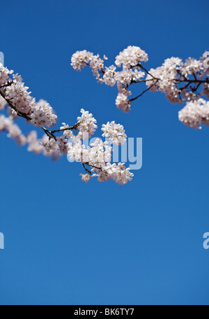 Fleur de cerisier sauvage (Prunus avium) contre un ciel bleu Banque D'Images