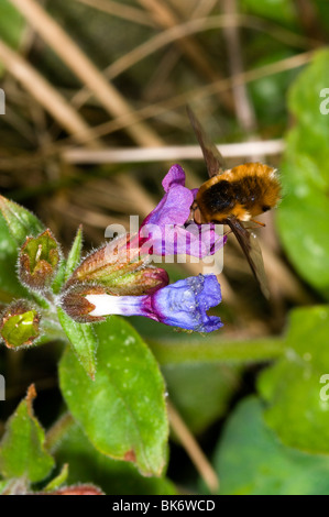 Grands bee-fly (Bombylius major) sucer le nectar des fleurs un pulmonaria Banque D'Images