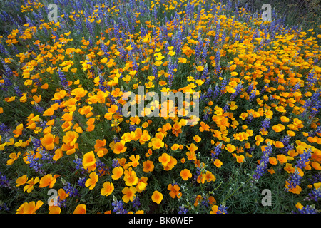 Fleurs sauvages, coquelicots de Californie (Eschscholzia californica ssp. mexicana ) et Lupin Lupinus sparsiflorus ( ), en Arizona Banque D'Images