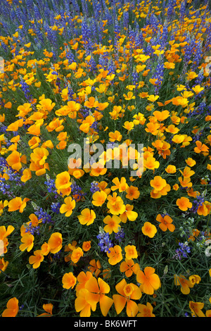 Fleurs sauvages, coquelicots de Californie (Eschscholzia californica ssp. mexicana ) et Lupin Lupinus sparsiflorus ( ), en Arizona Banque D'Images