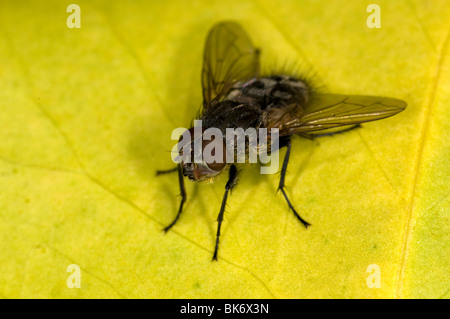 Extreme close up d'une mouche sur une feuille, Une pollénie, pollenia (espèces) Banque D'Images