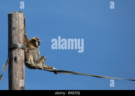 Gibbons (Hylobates lar) Banque D'Images