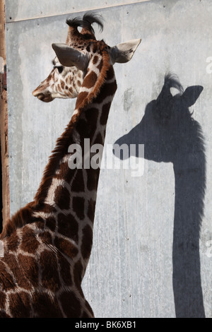 La girafe et l'ombre à le Zoo de Chester, Cheshire Banque D'Images