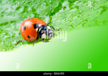 Ladybug assis sur une herbe verte Banque D'Images