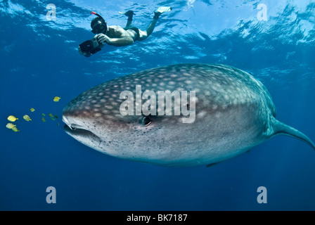 Freediver et requin-baleine, Afrique du Sud Banque D'Images