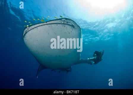 Freediver et requin-baleine, Afrique du Sud Banque D'Images