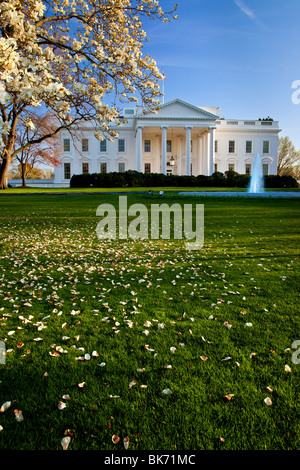 Floraison des Cerisiers au motif de la Maison Blanche à Washington DC USA Banque D'Images