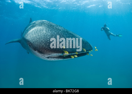 Freediver et requin-baleine, Afrique du Sud Banque D'Images