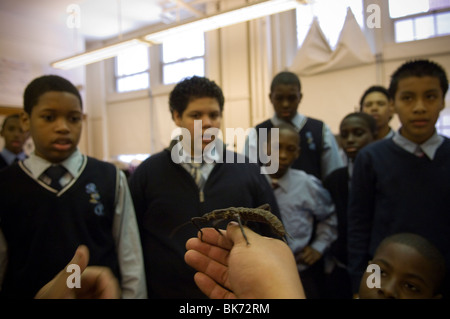 Les élèves de 7 e année en savoir plus sur la Nouvelle Guinée walking stick insect dans une classe d'invertébrés Banque D'Images