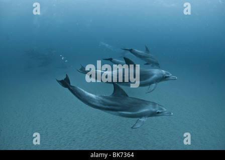 Nez de bouteille, les dauphins de l'Océan Indien, Afrique du Sud Banque D'Images