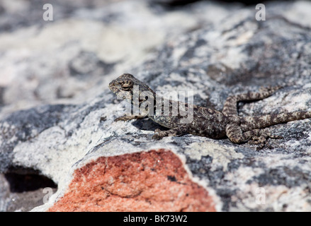 Close-up of a Agama sur le plateau de Table Mountain, Afrique du Sud Banque D'Images