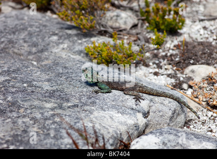 Close-up of a Agama sur le plateau de Table Mountain, Afrique du Sud Banque D'Images