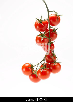 Tomates cerise sur tige sur fond blanc Banque D'Images