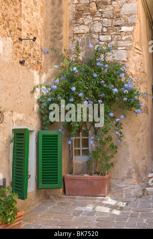 Plumbago Auriculata, Campiglia Marittima, Toscane Italie Banque D'Images