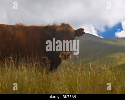 Brown cow adultes sur le pré à regarder la caméra. Banque D'Images