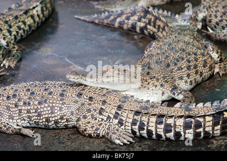 Les crocodiles à Hartley's Crocodile ferme au nord de Cairns, dans le Queensland, Australie. Banque D'Images