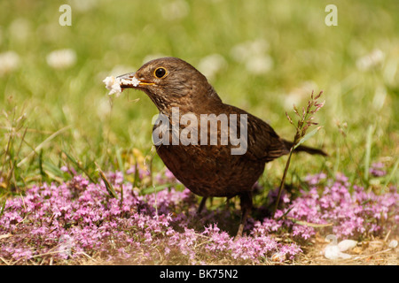 Blackbird femelle, Turdus merula, sur une pelouse Banque D'Images