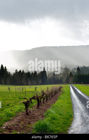 Bien percer le brouillard après de fortes pluies dans un vignoble Banque D'Images