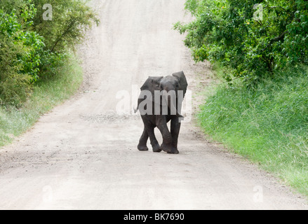 Un bébé éléphant traverse une route en terre dans le parc national Kruger, Afrique du Sud Banque D'Images