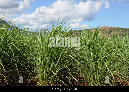Plantation de canne à sucre sur l'île tropicale de l'Ile Maurice avec une belle belle arrière-plan. Banque D'Images