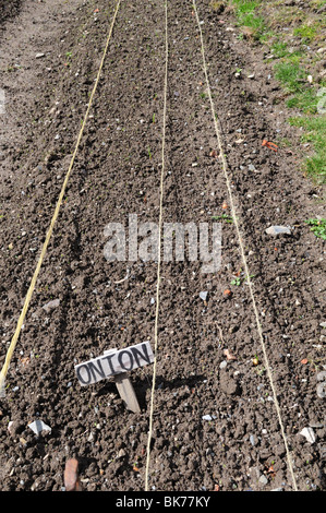 Oignons plantés en rangées au début du printemps, Carmarthenshire Wales Cymru UK GO Banque D'Images