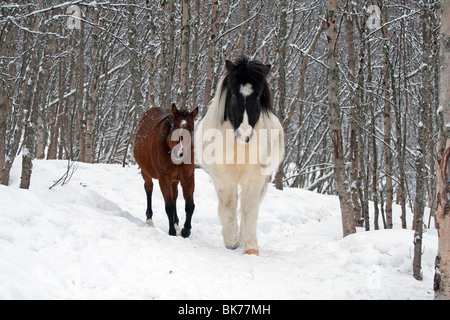 Cheval islandais Banque D'Images