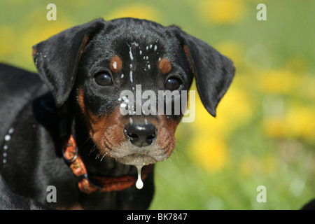 Chiot Pinscher allemand Banque D'Images