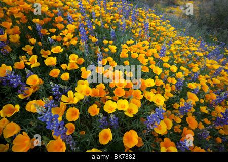 Fleurs sauvages, coquelicots de Californie (Eschscholzia californica ssp. mexicana ) et Lupin Lupinus sparsiflorus ( ), en Arizona Banque D'Images