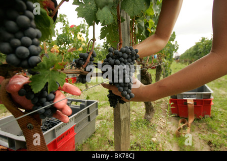 La récolte des raisins à vin rouge merlot pour Chateau Petrus, l'un des plus prestigieux vins du monde Banque D'Images