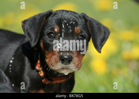 Chiot Pinscher allemand Banque D'Images