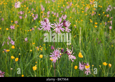 Ragged Robin (Lychnis flos-cuculi) avec de plus en plus de fleurs sauvages renoncules dans une prairie de fleurs sauvages en été. Angleterre Royaume-uni Grande-Bretagne Banque D'Images