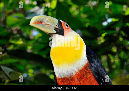 À poitrine rouge, ou vert-billed toucan, Ramphastos dicolorus, Foz Do Iguacu, Parana, Brésil Banque D'Images