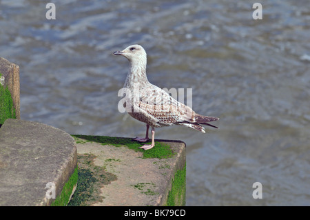 SeaGull perché au bord de la Tamise, Londres, Royaume-Uni Banque D'Images