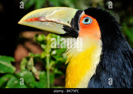 À poitrine rouge, ou vert-billed toucan, Ramphastos dicolorus, Foz Do Iguacu, Parana, Brésil Banque D'Images