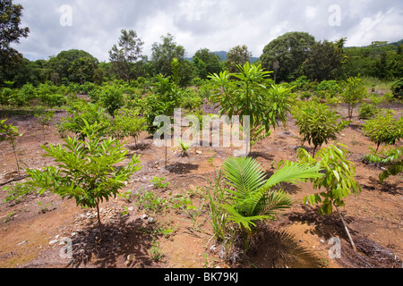 La plantation d'arbres dans le cadre d'un projet de compensation du carbone dans la forêt tropicale de Daintree, Queensland, Australie. Banque D'Images