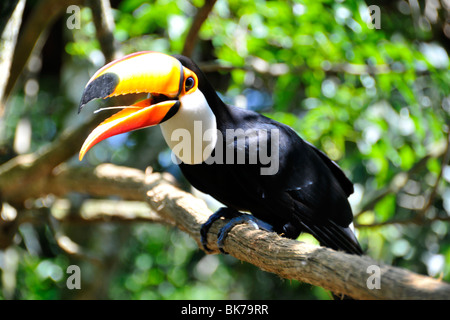 Toucan toco Ramphastos toco,, avec bec ouvert, Foz Do Iguacu, Parana, Brésil Banque D'Images