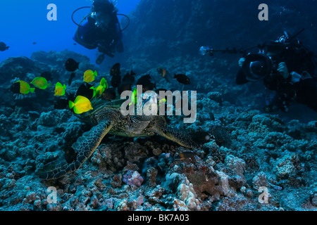 Diver observe que la tortue verte, Chelonia mydas, est nettoyé par les poissons de récif, Kona, Hawaii Banque D'Images