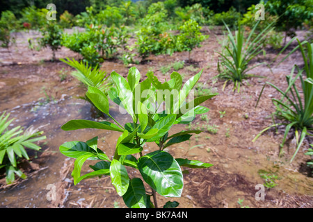 Planter des arbres pour compenser le carbone projet dans la forêt tropicale de Daintree dans le Queensland, Australie. Banque D'Images