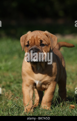 Olde English Bulldog Banque D'Images