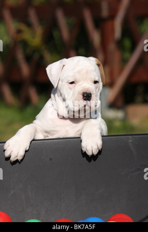 Olde English Bulldog Banque D'Images